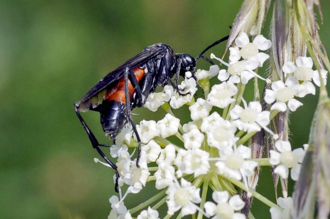 Tenthredinidae: Macrophia annulata?